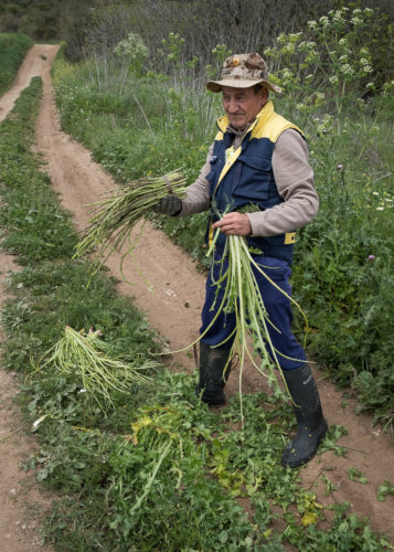 Foraging for Wild Food in Andalusia © Debby Hatch - Lopez Island Kitchen Garden