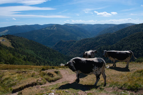 Cows in the heights of the Vosges. © Tanja Voigt/Dreamstime 19472880