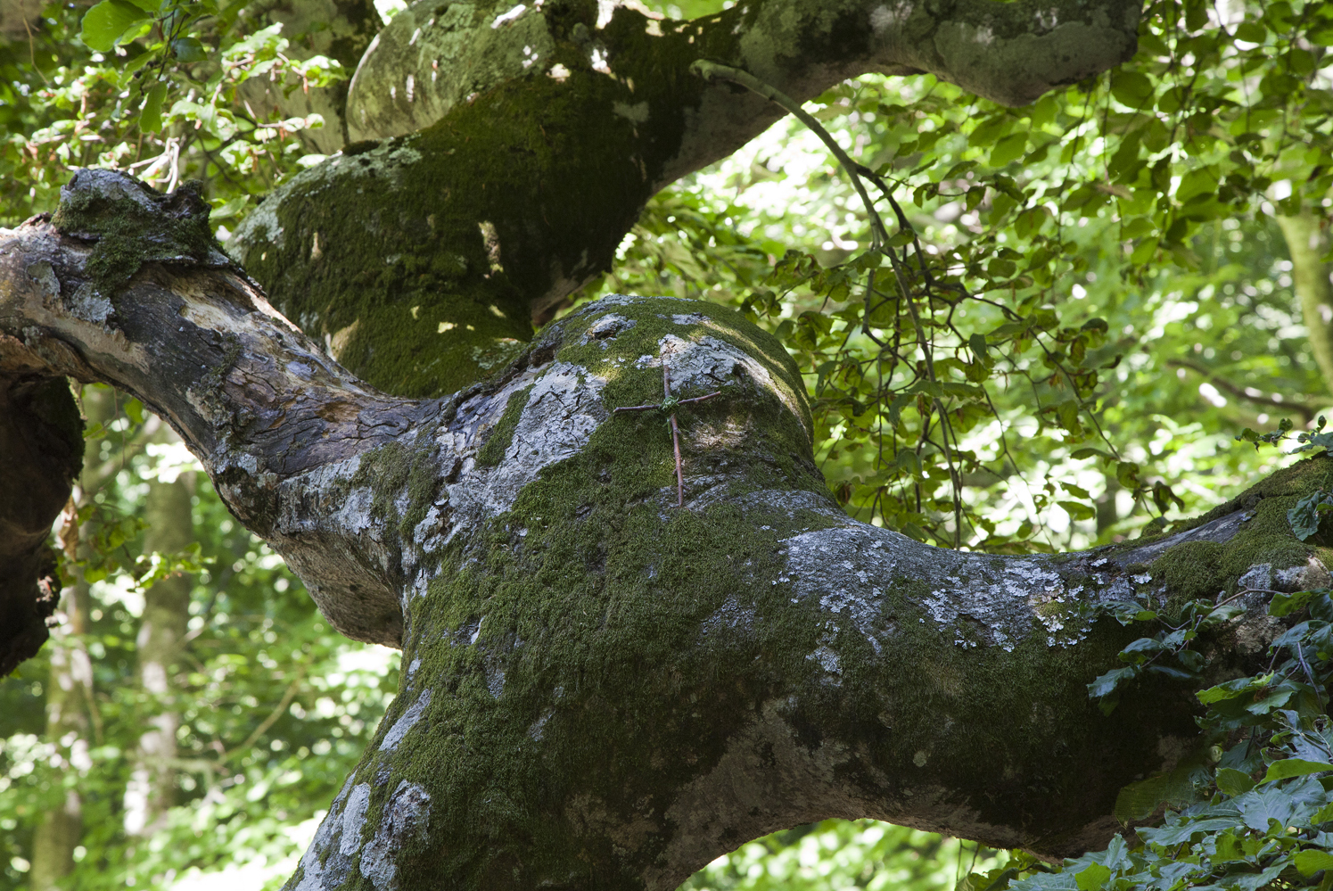 Beech of Saint Francis