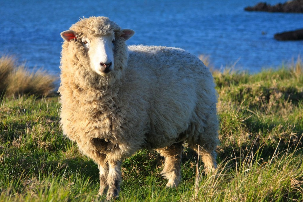 Dolly the Sheep