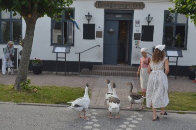 Geese crossing the street in fron of Gätgivargården i Skanör© Thomas Persson.