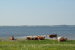 View towards the Viking Halls at Tissø © Medievalhistories