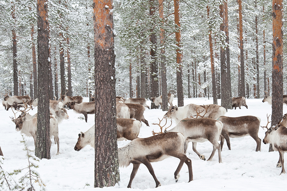 Reindeer in Finland. Dreamstime/Moori