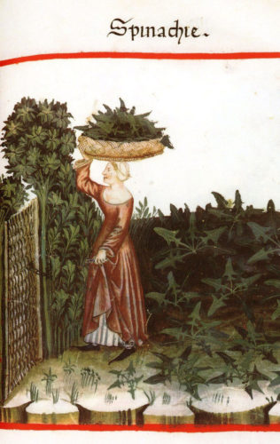 Collecting Spinach c.1370-1400. From: Tacuinum Sanitatis. Codex-Vindobonensis, series nova No. 2644