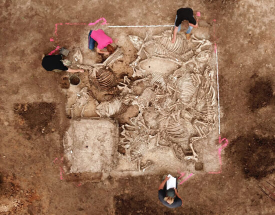 Animal buried in a pit at the excavation of burial ground at Brücken-Hackpfüffel @ Landesmuseum Sachsen-Anhalt