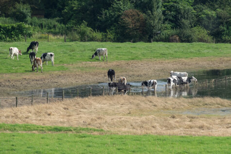 Grazing cattle at the periphery of the nature reserve at Bislich © Dreamstime/Waeske 74301123