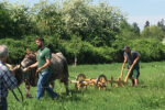 Ploughing at Lauresham © Claus Kropp