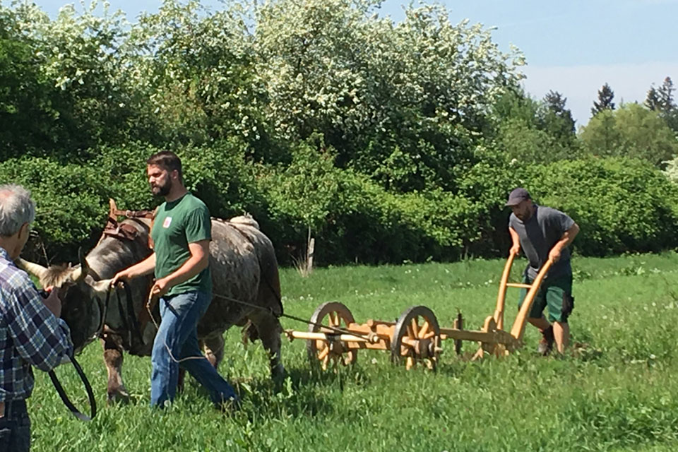 Ploughing at Lauresham © Claus Kropp