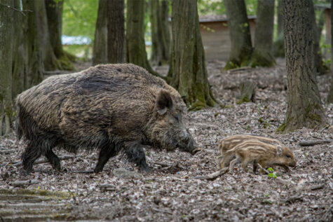 Wild boar with piglets - photographed by from behind the safety of the fence (Holedná game reserve, 2017) © Mike Shoots Wild