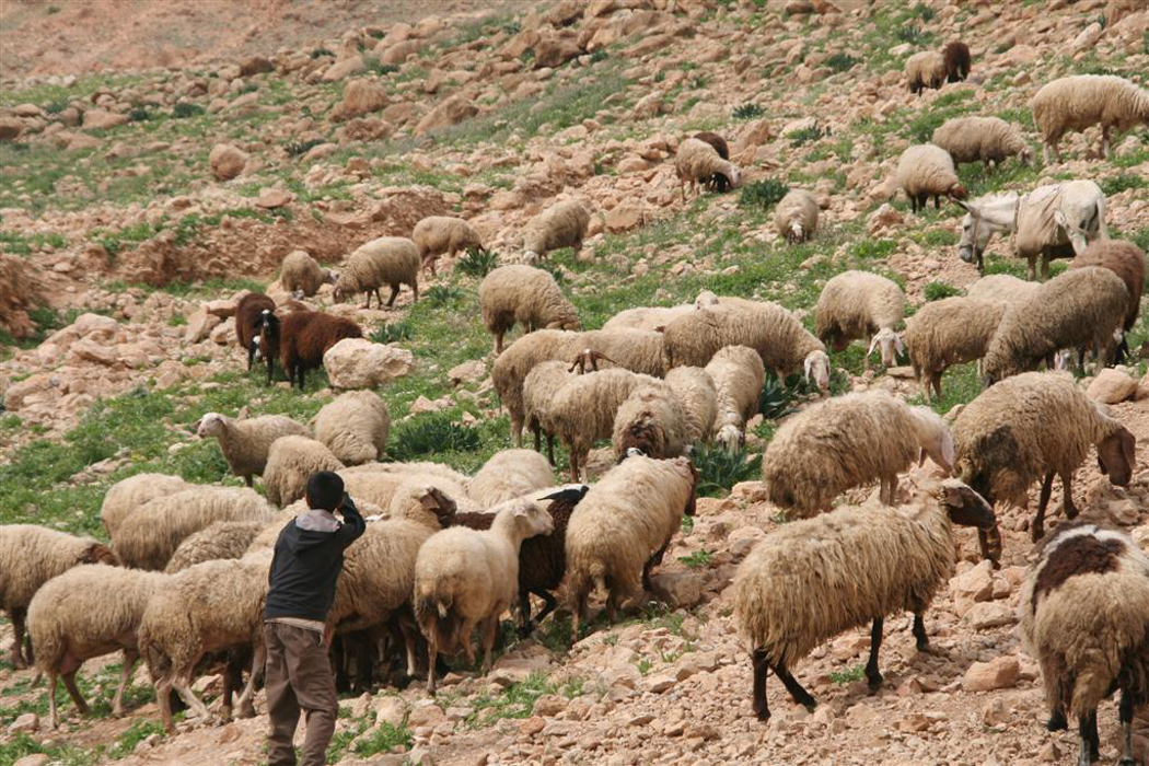 algerian sheep