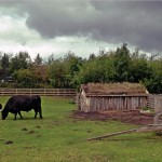 Dexter Cattle at Bede's World